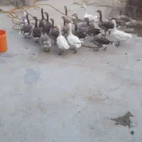 غاز