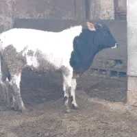 دوراس گوساله پروار سفت سفت