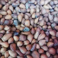الوک تازه