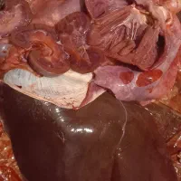 گوشت|خوردنی و آشامیدنی|قرق, |دیوار
