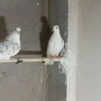 چند جفت کبوتر دوکت وشازده