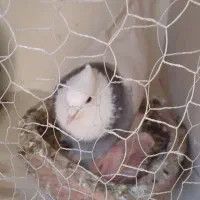 این نر هست ماده گم شده جوجه دارند