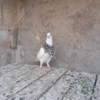 کفتر