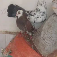 پرنده