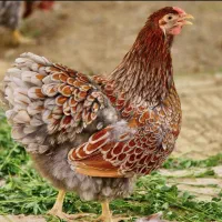 مرغ زینتی ویاندوت بلورد ، جی اس جی ، سیلور