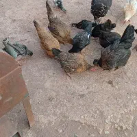 فروش مرغ تخم گذار  بوقلمون تخم گذار