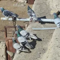 چنتا ترکیه ای به شرط