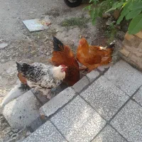 3 عدد خروس