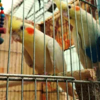 جفت عروس هلندی مولد