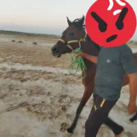 اسب مادیان با مدارک