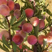 فروش باغ ثمر دار ۳۵۰۰ متری طیانه الک