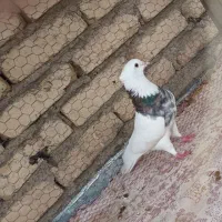طوقی نر فروشی