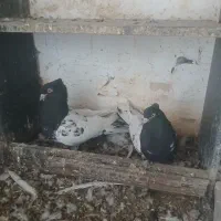 دو جفت رنگی..بانره تکی