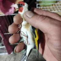 سهره نرحلب جفتی فوری