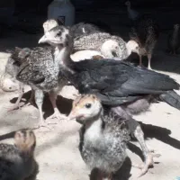جوجه بوقلمون و جوجه غاز