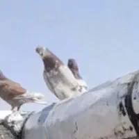 کفتر|حیوانات|ساوه, |دیوار