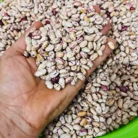 بذر لوبیا چیتی