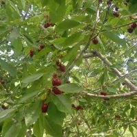 گیلاس تک دانه