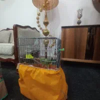 جوجه طوطی