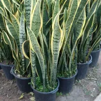 فروش صد عدد سانسور یا شمشیری ابلق بدون لک