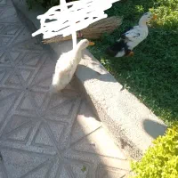 دوجفت اردک