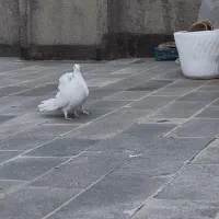 جعبه جفتگاه کفتر