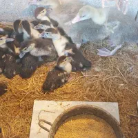 اردک اسراییلی خارجی یک ماهه