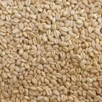 گندم داریون بذری درجه یک