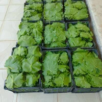 برگ انگور عسگری (کشمش بی دونه)