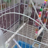 عروس هلندی