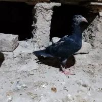 دوتا جوجه کفتر جوجه بزک