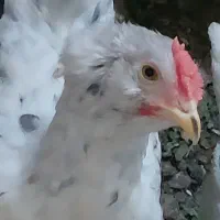 نوچه خروس پاپر و چهل تاج