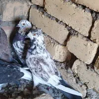کفتر پرشی