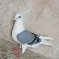 کبوتر سر حال تمیز