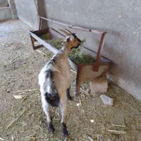 بز بابزغاله