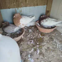 جفت سردار رو جوجه با تخم