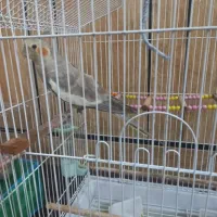 عروس هلندی نر