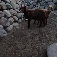 ۲ عدد بره نر ماده