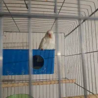 کوتوله برزیلی کمشده