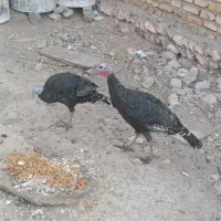 بوقلمون