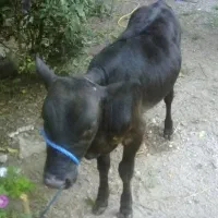 گوساله نردورگه