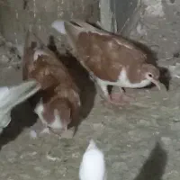 کبوتر