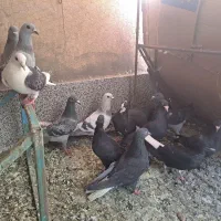 کفتر نروماده مفت