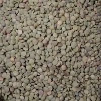 عدس بو جاری شده