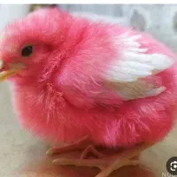 جوجه رنگی
