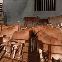 گوساله نر جرسی خرم اباد