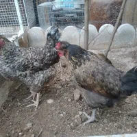 دو عدد مرغ تخم گذار خانگی