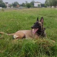 توله مالینویز