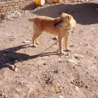 سگ نگهبان
