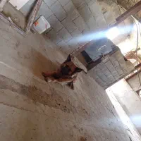 سگ ژرمن